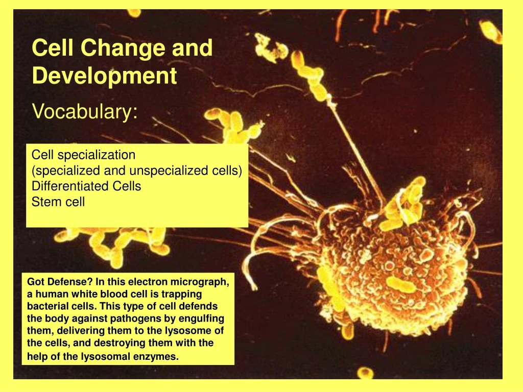 cell change and development