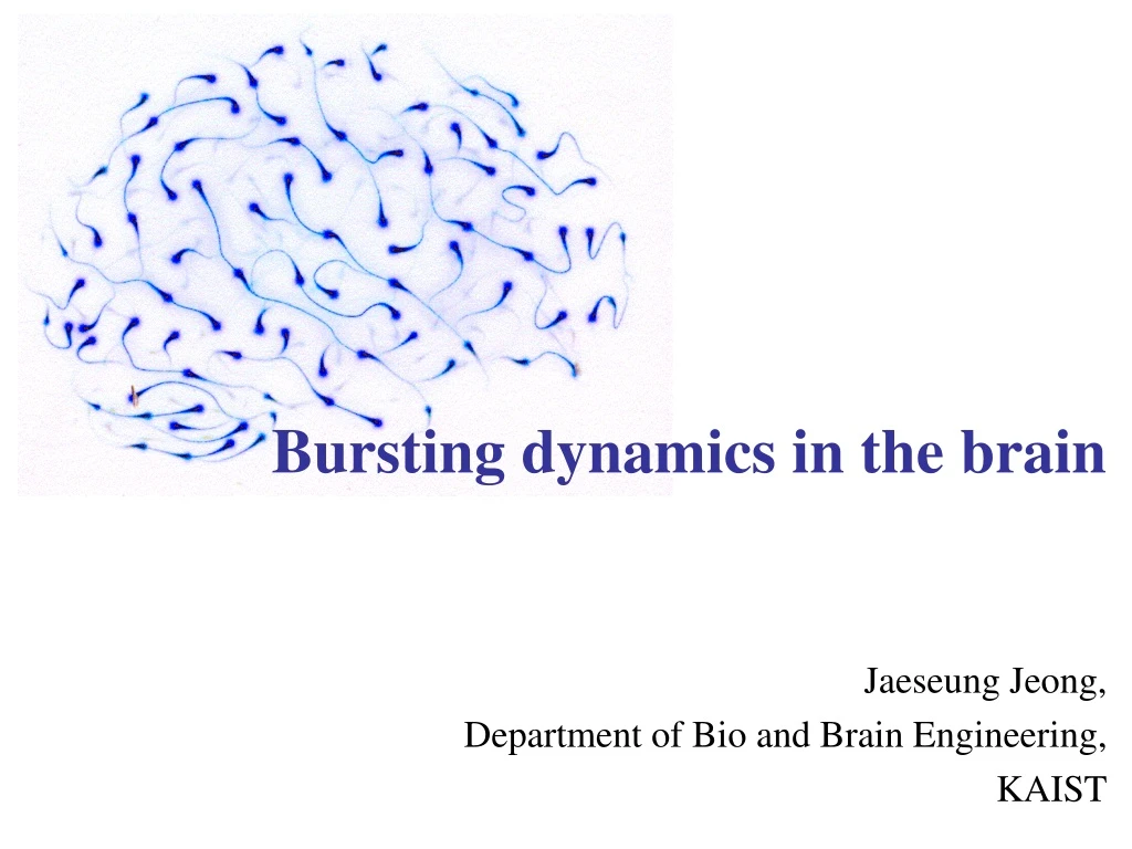 bursting dynamics in the brain