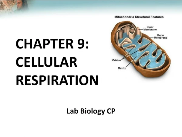 CHAPTER 9:  CELLULAR  RESPIRATION