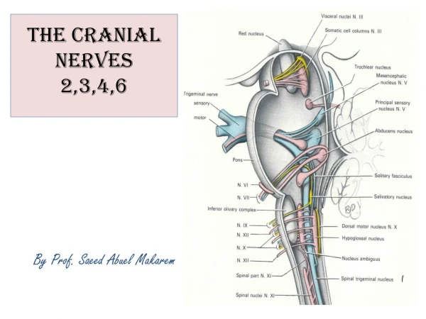 The Cranial Nerves 2,3,4,6