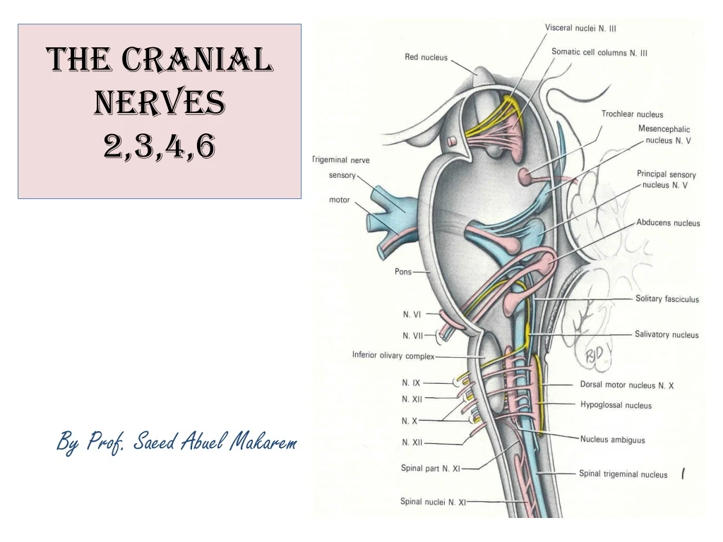 the cranial nerves 2 3 4 6