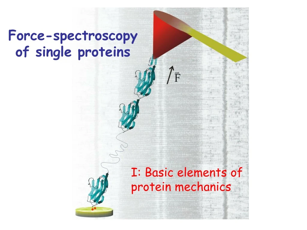 force spectroscopy of single proteins