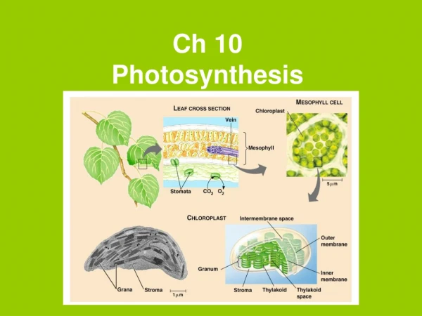 Ch 10 Photosynthesis