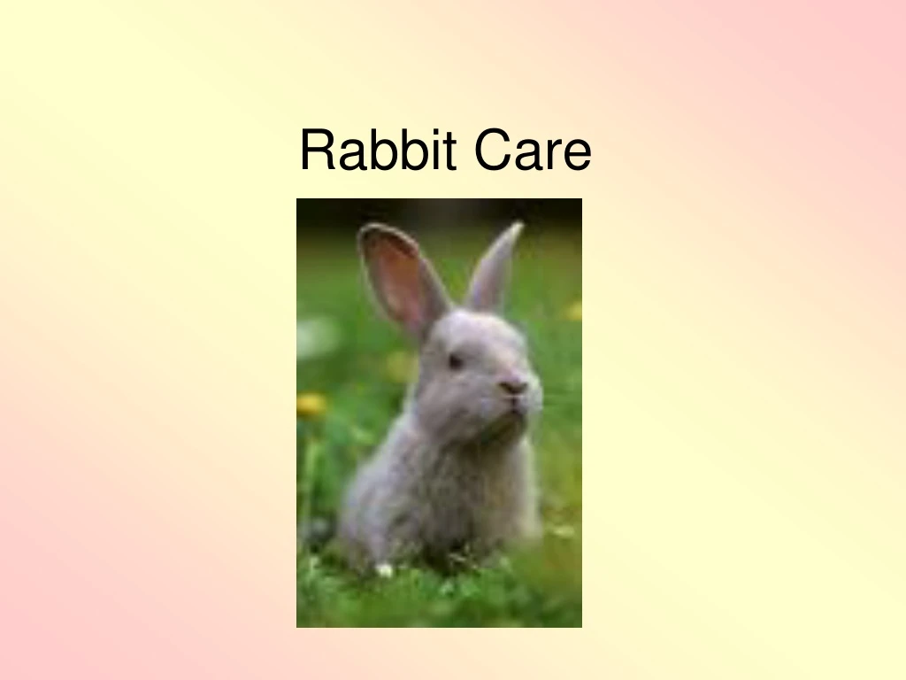 rabbit care