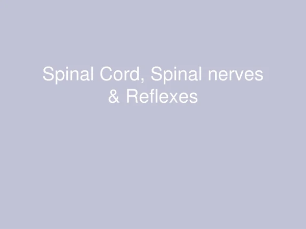 Spinal Cord, Spinal nerves &amp; Reflexes
