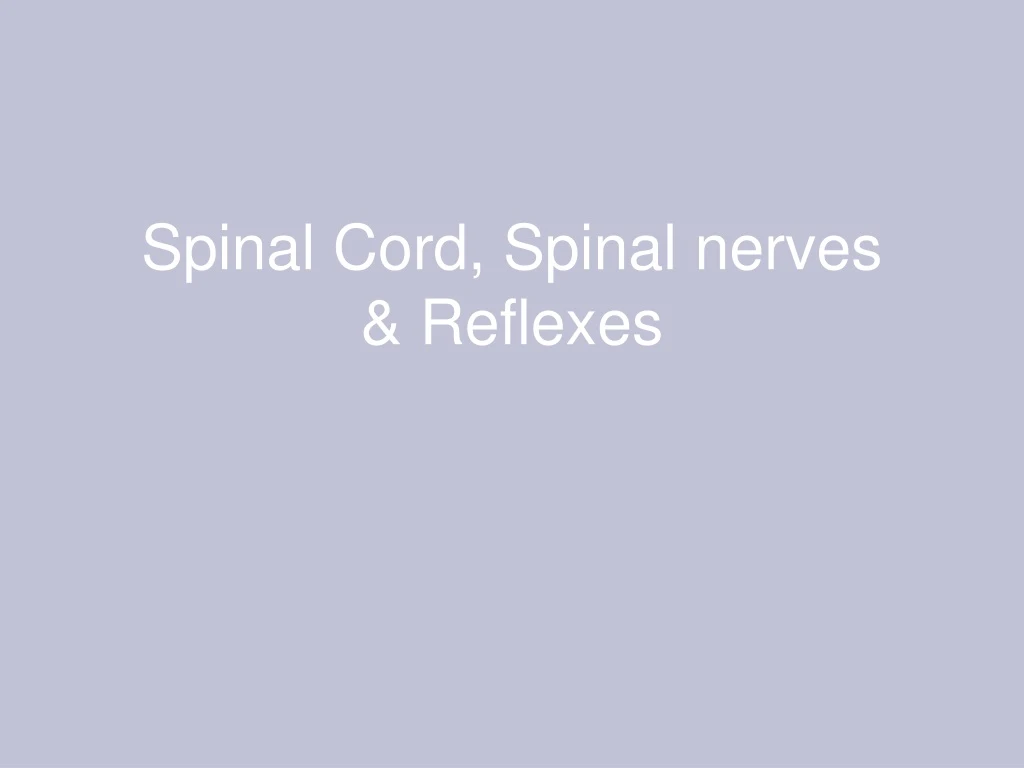 spinal cord spinal nerves reflexes