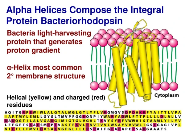 Alpha Helices Compose the Integral Protein  Bacteriorhodopsin