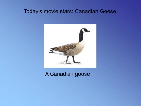 Today’s movie stars: Canadian Geese