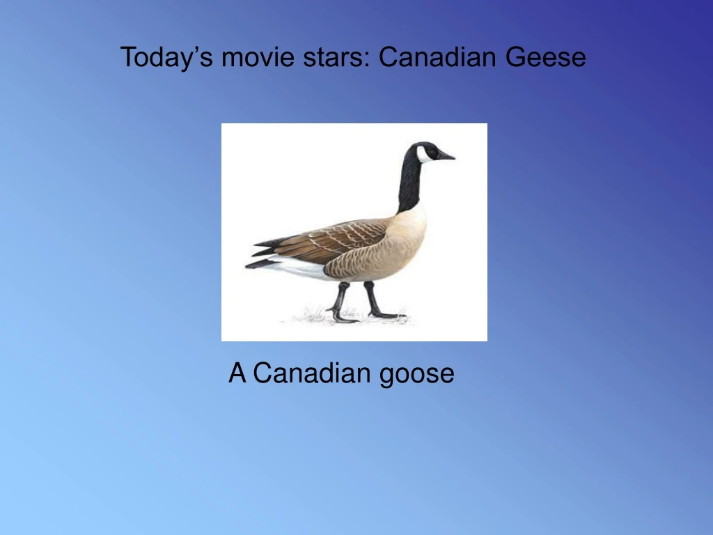 a canadian goose