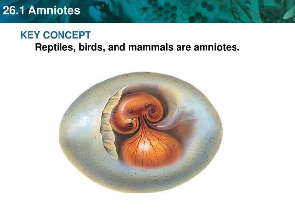 KEY CONCEPT  Reptiles, birds, and mammals are amniotes.