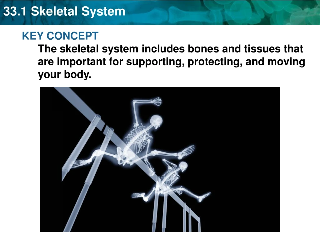 key concept the skeletal system includes bones