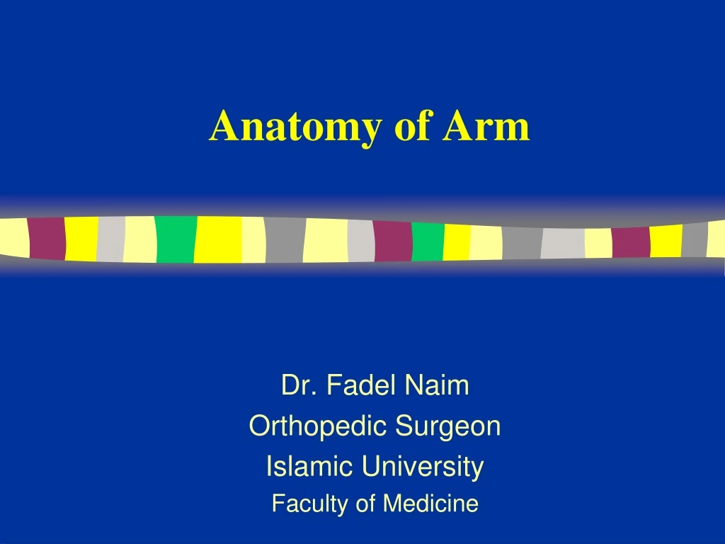 anatomy of arm