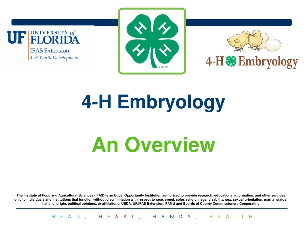 4 h embryology