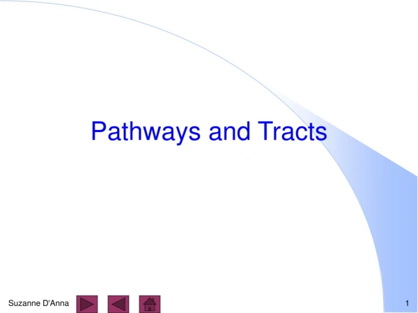 Pathways and Tracts