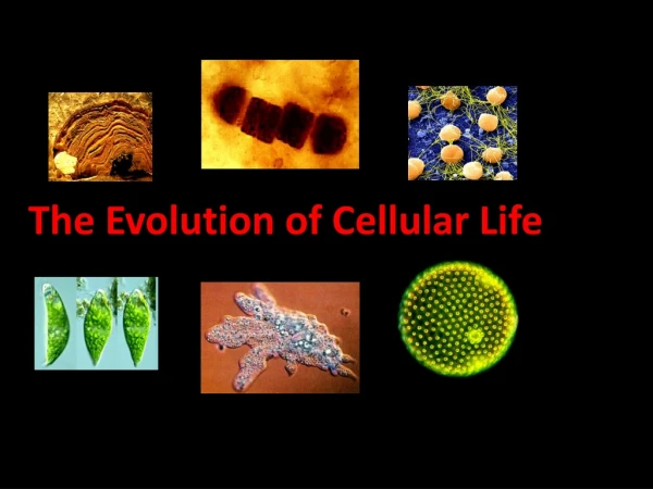 The Evolution of Cellular Life