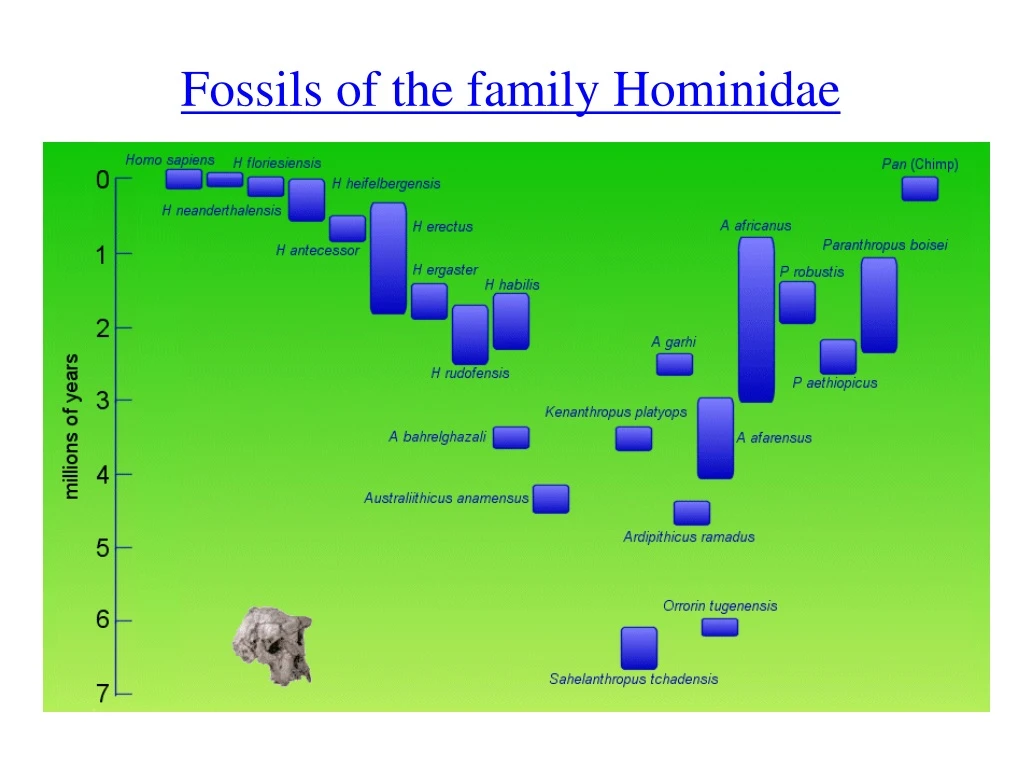 fossils of the family hominidae