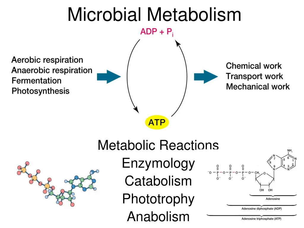 microbial metabolism