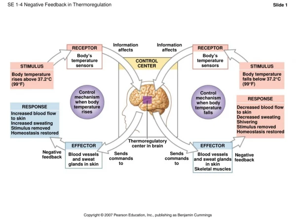 SE 1-4 Negative Feedback in Thermoregulation