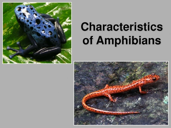 Characteristics of Amphibians