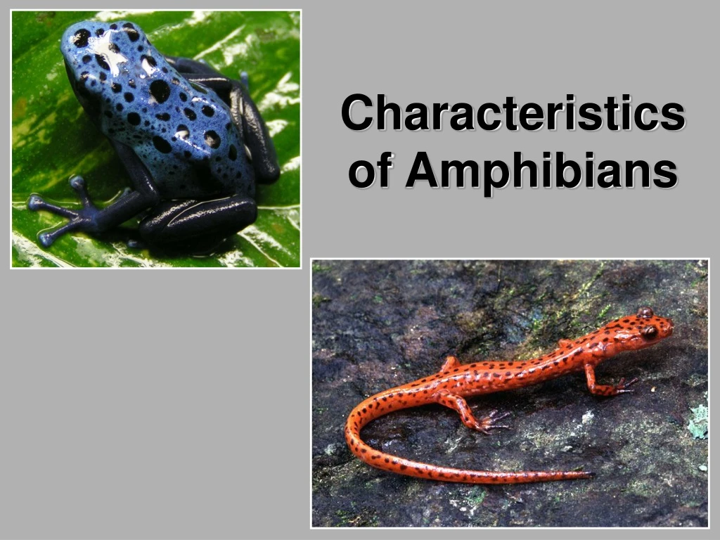 characteristics of amphibians