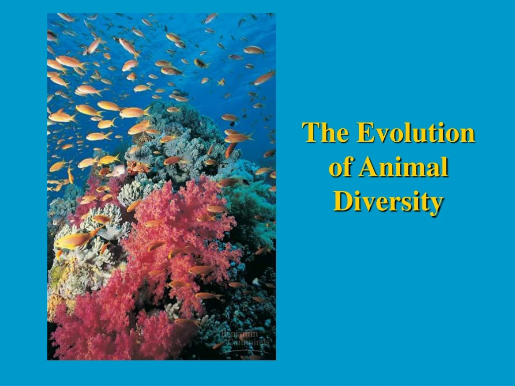 the evolution of animal diversity