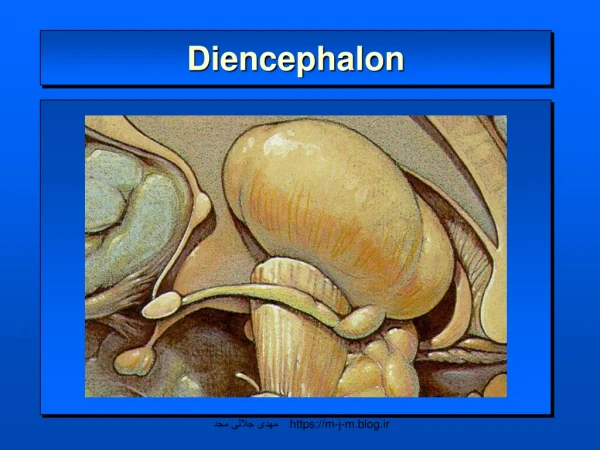 Diencephalon