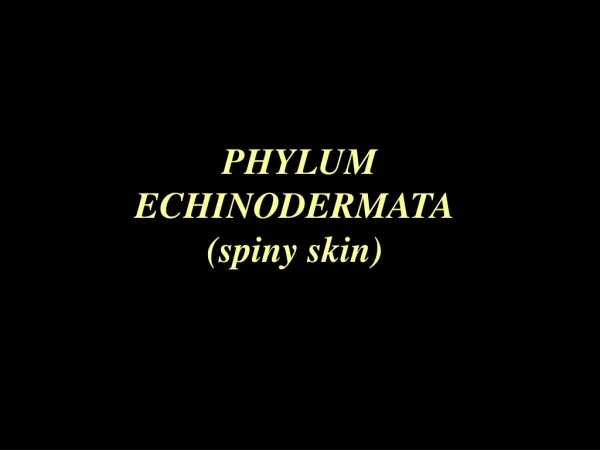 PHYLUM  ECHINODERMATA (spiny skin)