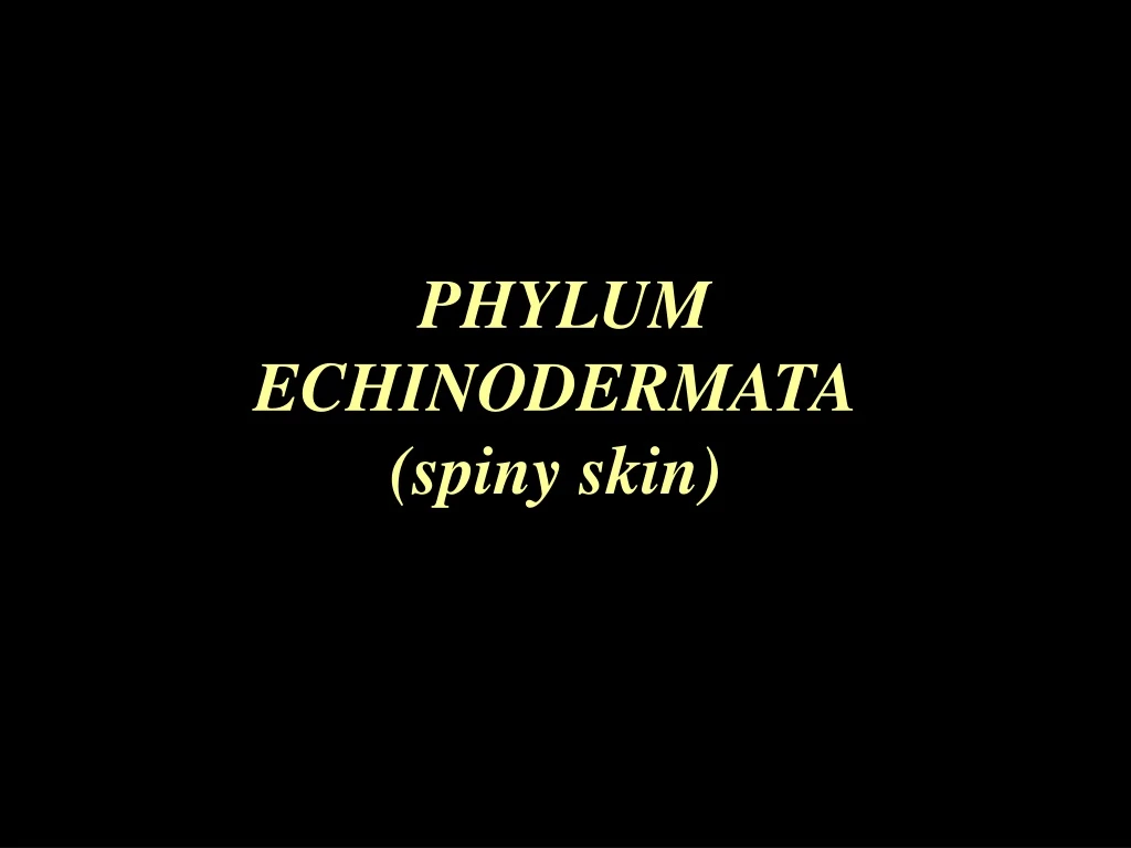 phylum echinodermata spiny skin