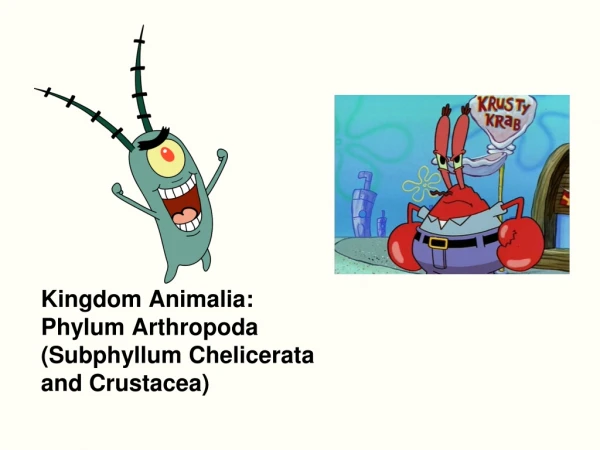 Kingdom Animalia: Phylum Arthropoda  (Subphyllum Chelicerata and Crustacea)