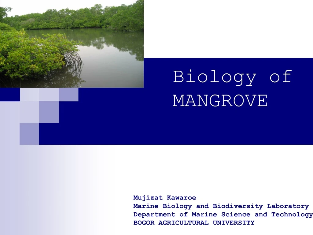 biology of mangrove