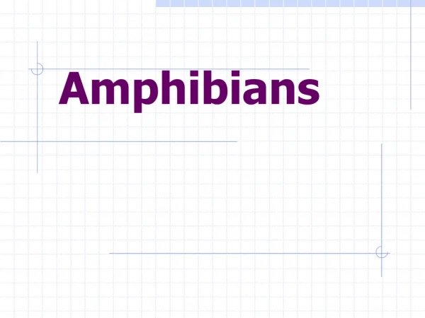 Amphibians