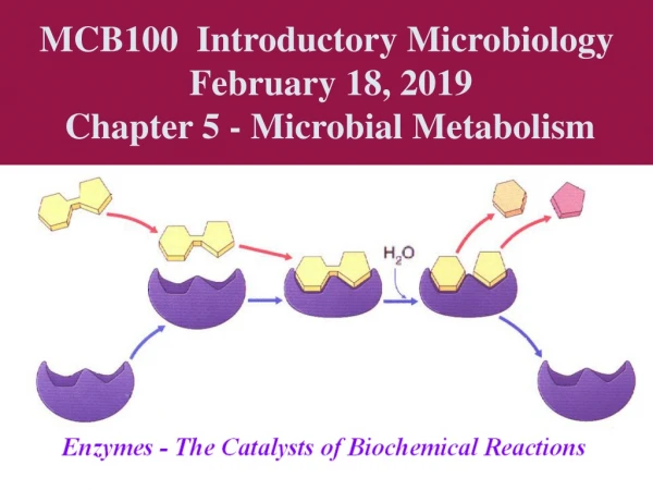 MCB100  Introductory Microbiology  February 18, 2019 Chapter 5 - Microbial Metabolism