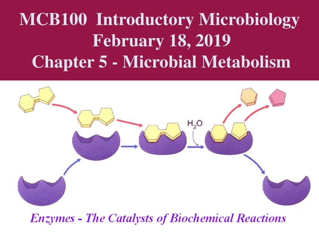 mcb100 introductory microbiology february 18 2019