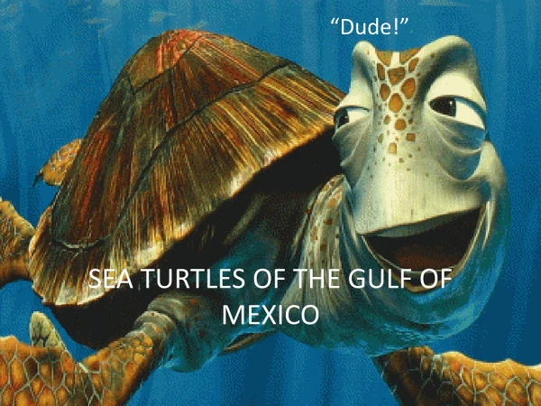 SEA TURTLES OF THE GULF OF MEXICO