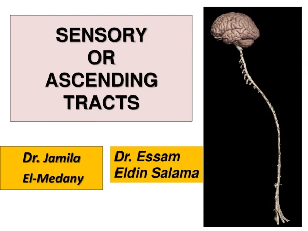 SENSORY  OR  ASCENDING TRACTS