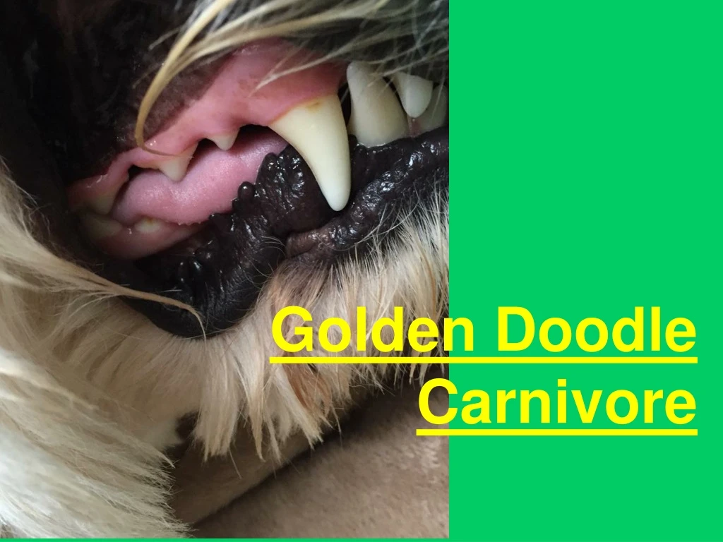 golden doodle carnivore