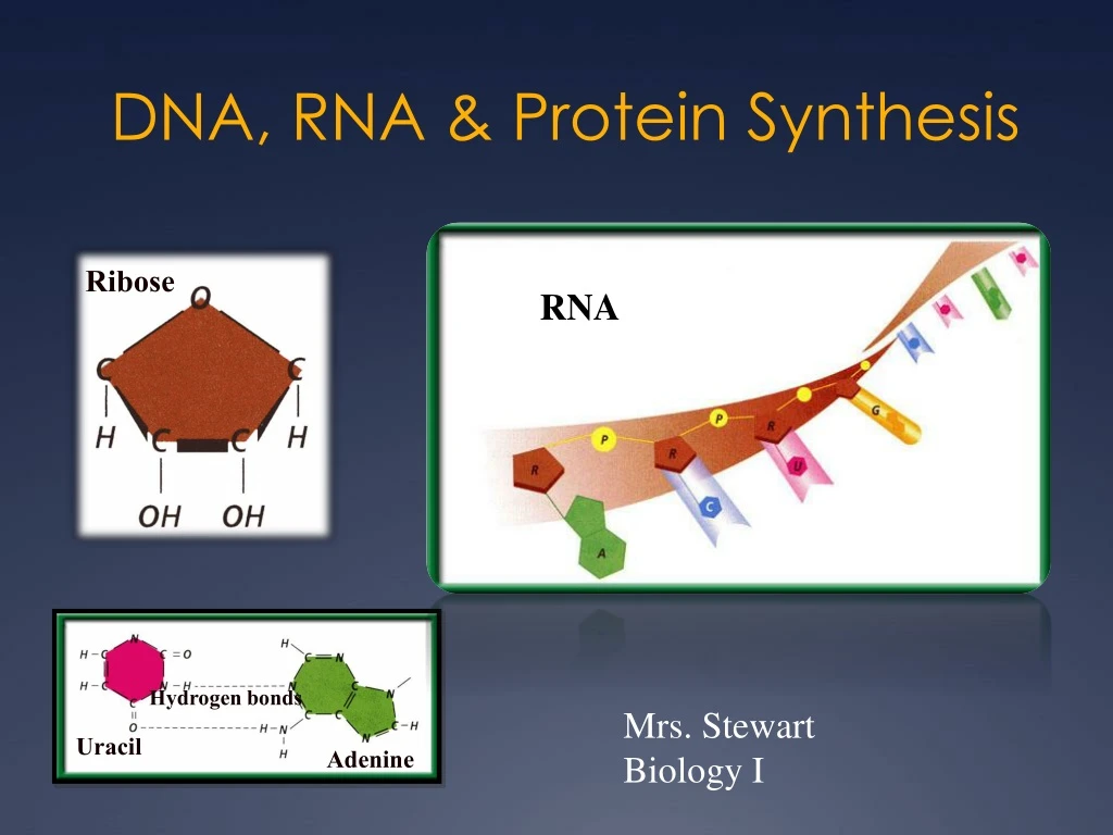 dna rna protein synthesis