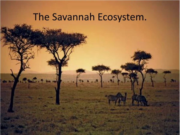 The Savannah Ecosystem.