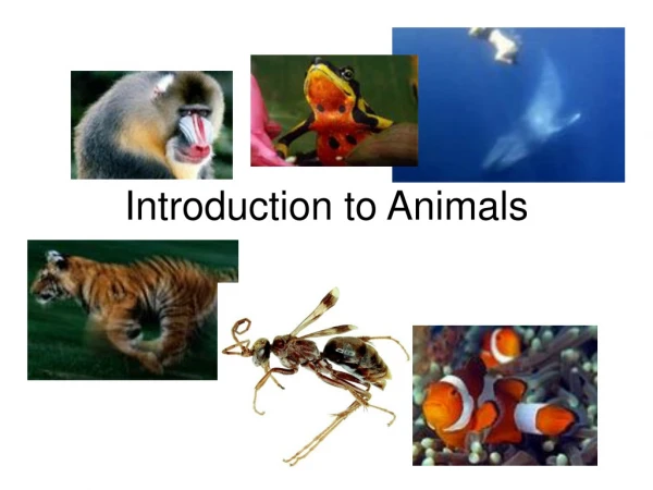 Introduction to Animals