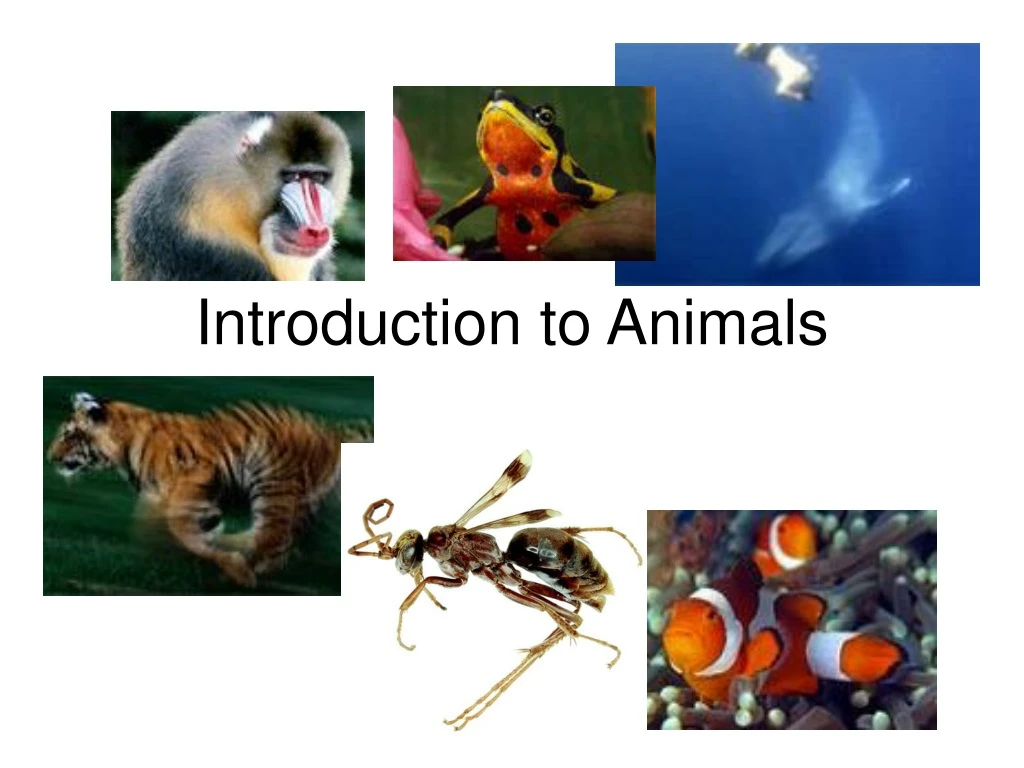 introduction to animals