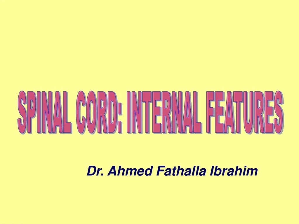 spinal cord internal features