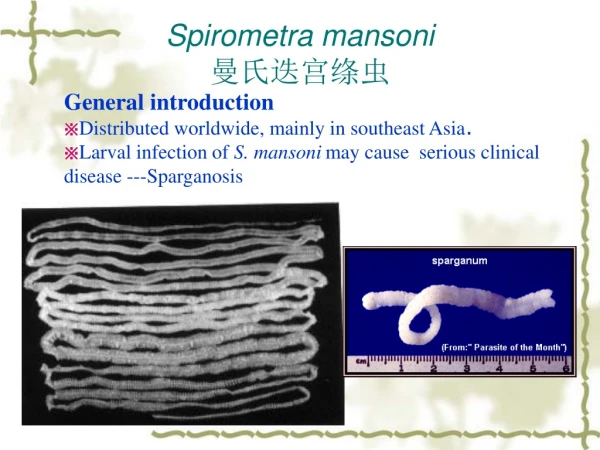 Spirometra mansoni 曼氏迭宫绦虫
