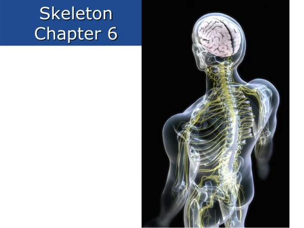 Skeleton Chapter 6