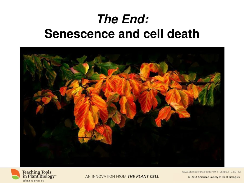 the end senescence and cell death