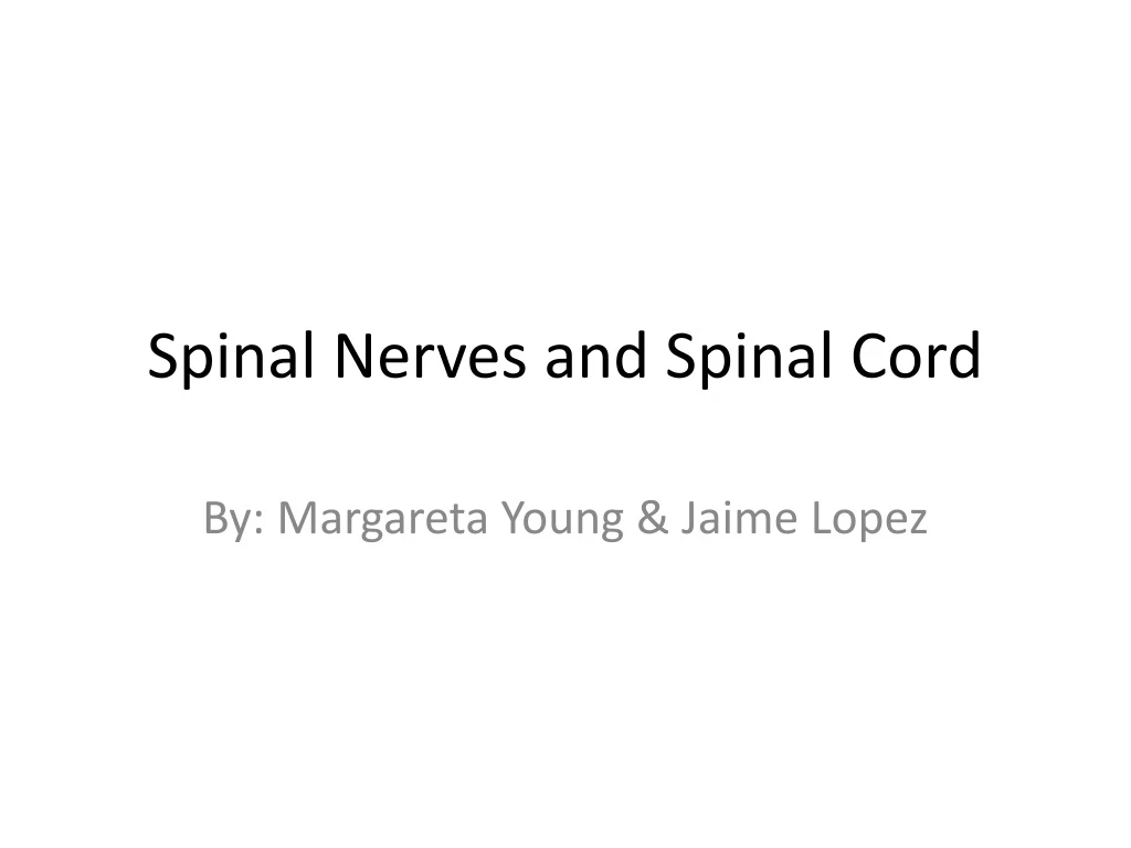 spinal nerves and spinal cord