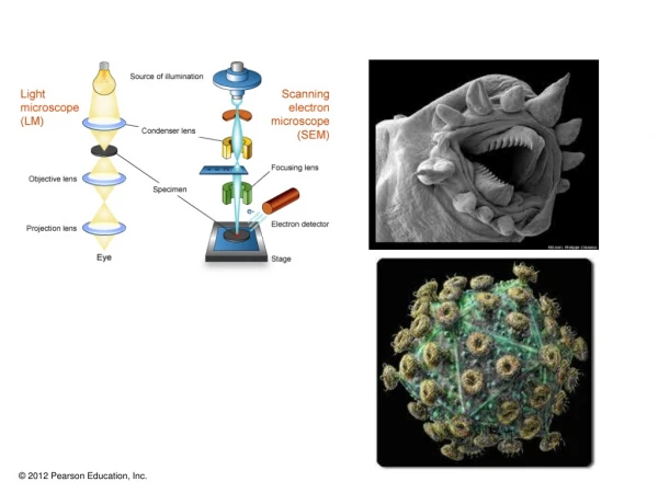 Batteries:  constant potential electrochemical devices