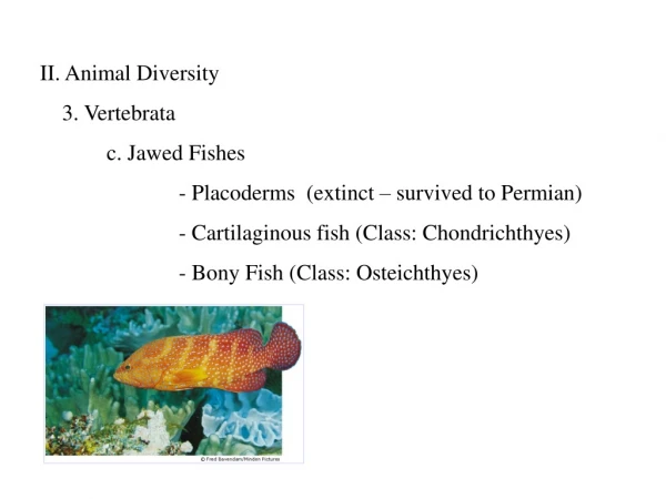 II. Animal Diversity     3. Vertebrata 	c. Jawed Fishes