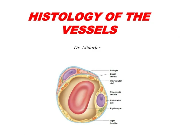 HISTOLOGY OF THE VESSELS