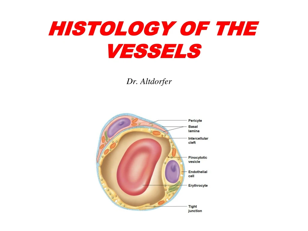 histology of the vessels