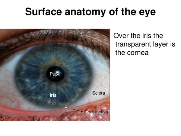 Surface anatomy of the eye